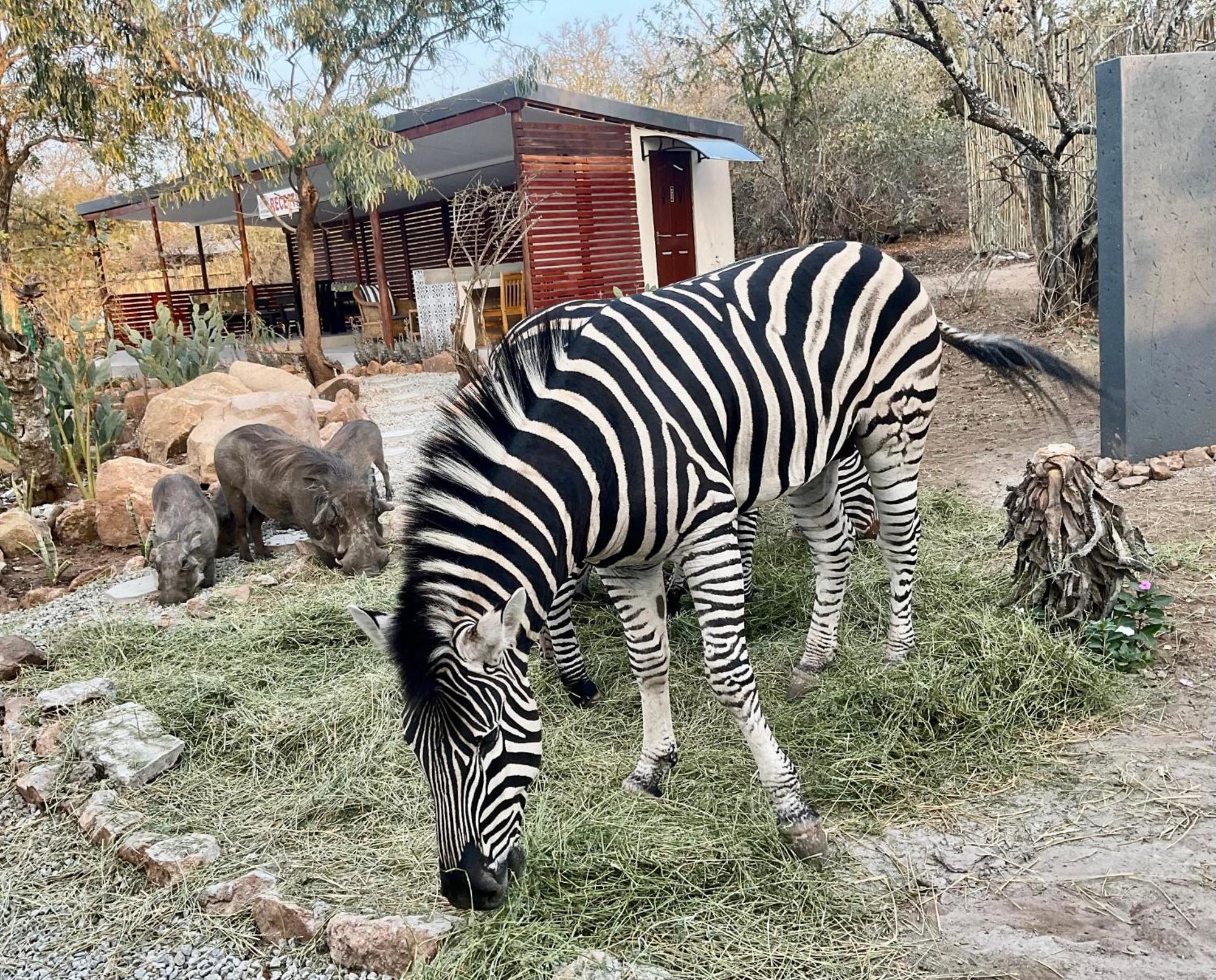 Kholiwe On Kruger Lodge & Safaris 玛洛斯帕克 外观 照片