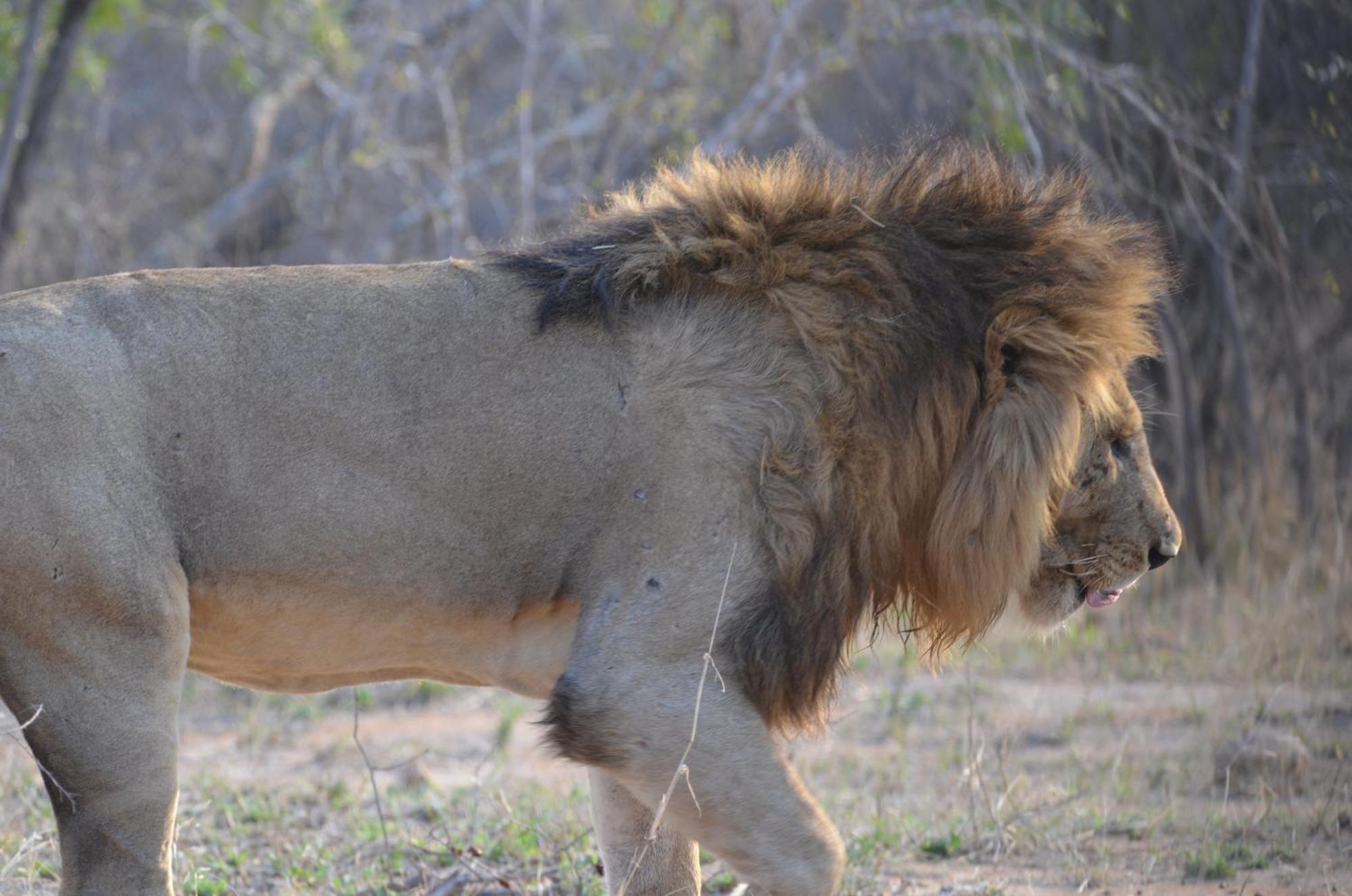 Kholiwe On Kruger Lodge & Safaris 玛洛斯帕克 外观 照片