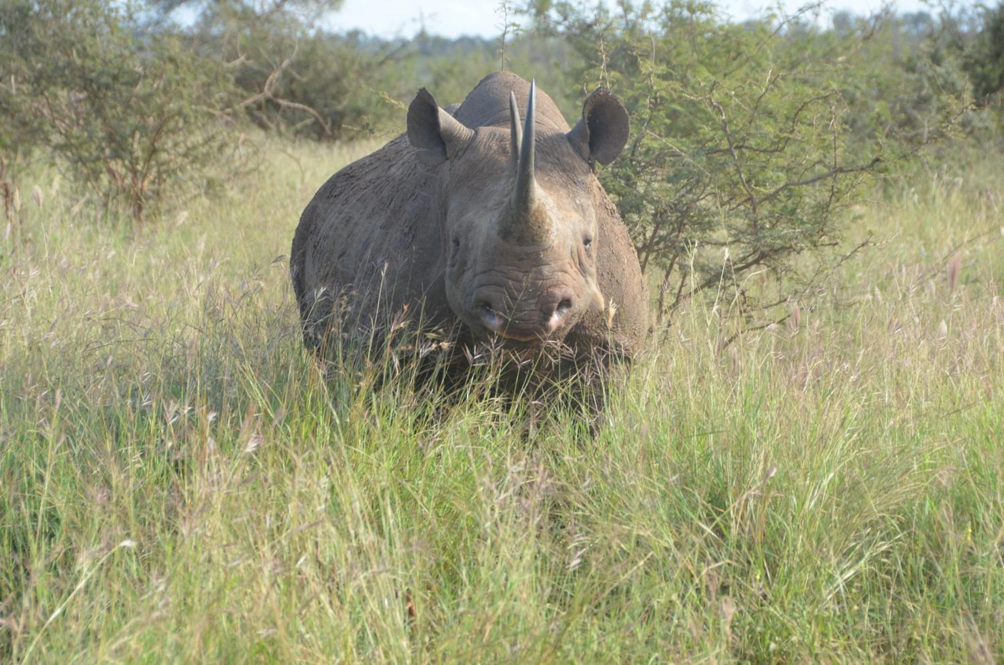 Kholiwe On Kruger Lodge & Safaris 玛洛斯帕克 外观 照片