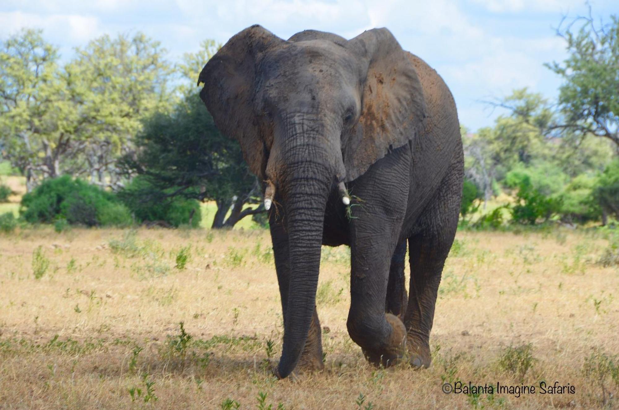 Kholiwe On Kruger Lodge & Safaris 玛洛斯帕克 外观 照片