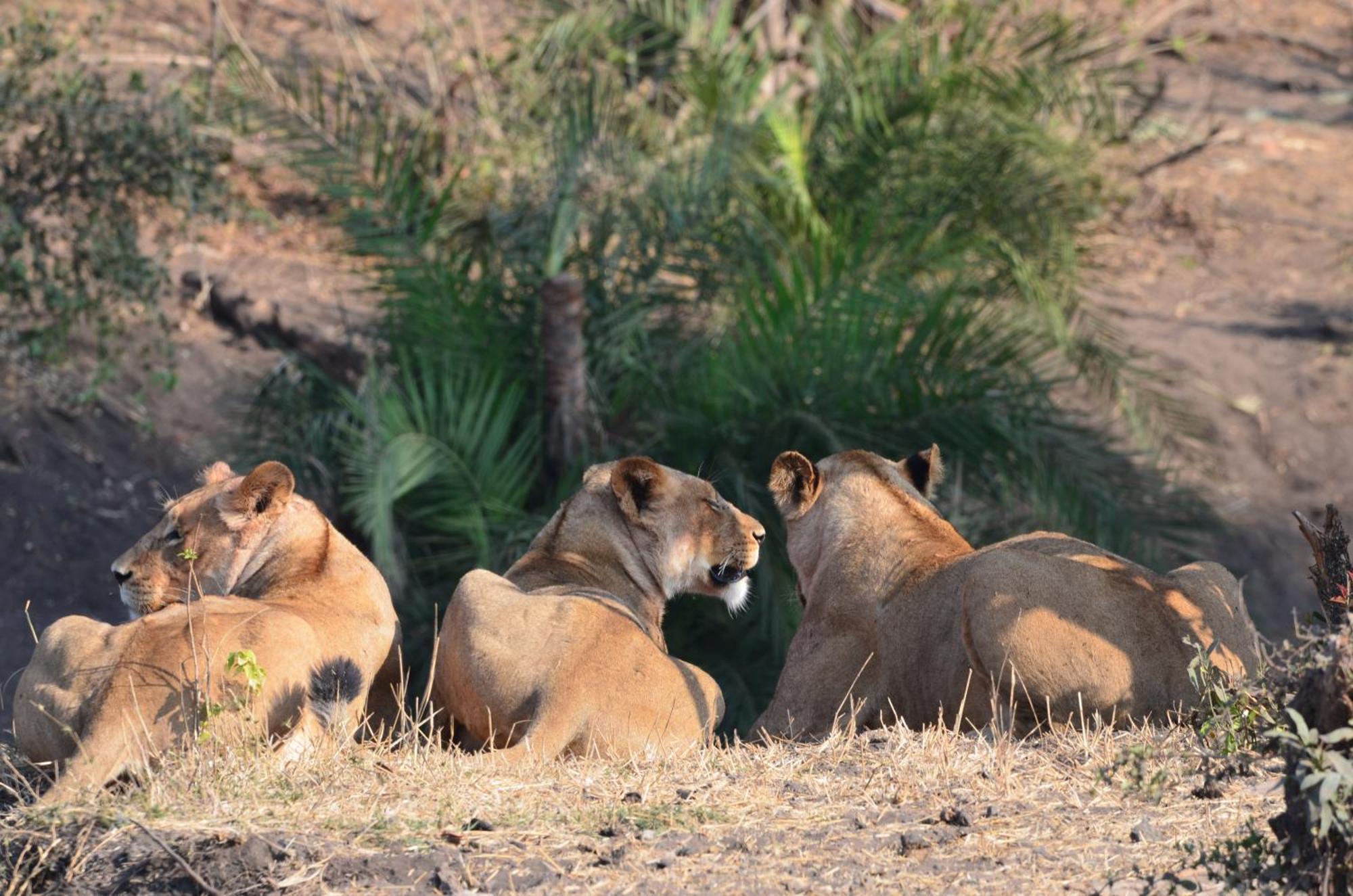 Kholiwe On Kruger Lodge & Safaris 玛洛斯帕克 外观 照片
